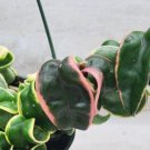 Variegated Hoya Compacta Variegated Hindu Rope Hoya Regalis In 4" Pot Indoor Outdoor Garden Gardenin