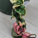 Variegated Hoya Compacta Variegated Hindu Rope Hoya Regalis In 3" Pot Indoor Outdoor Garden Gardenin