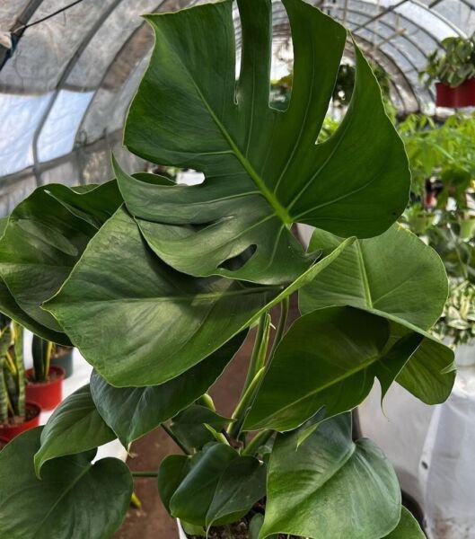 Monstera Deliciosa Swiss Cheese Live Plant Evergreen Table Plant In 4" Pot Indoor Outdoor Garden Gar