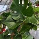 Monstera Deliciosa Swiss Cheese Live Plant Evergreen Table Plant In 4" Pot Indoor Outdoor Garden Gar Monstera Deliciosa Swiss Cheese Live Plant Evergreen Table Plant In 4" Pot Indoor Outdoor Garden Gar