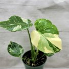 Monstera Thai Constellation Live Plant Variegated Monstera In 4" Pot Indoor Outdoor Garden Gardening