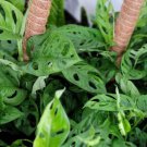 Monstera Adansoniiphilodendron Swiss Cheese Philodendron In 4" Pot Indoor Outdoor Garden Gardening