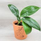 Raphidaphora Decursiva Dragon Tail Rhaphidophora Decursiva In 3" Nursery Pot Indoor Outdoor Garden G
