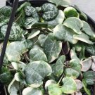 Mix Of Variegated String Of Hearts & Regular String Of Hearts In 6" Hanging Pot Indoor Outdoor Garde Mix Of Variegated String Of Hearts & Regular String Of Hearts In 6" Hanging Pot Indoor Outdoor Garde