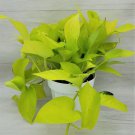 Pothos Neon Epipremnum Aureum Epipremnum Pinnatum Live Plant In 6" Pot Indoor Outdoor Garden Gardeni Pothos Neon Epipremnum Aureum Epipremnum Pinnatum Live Plant In 6" Pot Indoor Outdoor Garden Gardeni