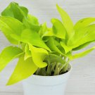 Pothos Neon Epipremnum Aureum Epipremnum Pinnatum Live Plant In 4" Pot Indoor Outdoor Garden Gardeni