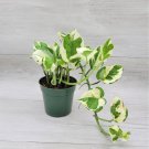 Pothos Njoy Epipremnum Aureum Pearls And Jade Pothos Devils Ivy In 3" Pot Indoor Outdoor Garden Gard Pothos Njoy Epipremnum Aureum Pearls And Jade Pothos Devils Ivy In 3" Pot Indoor Outdoor Garden Gard