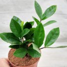 Zamioculcas Zamiifolia Zz Plant Zanzibar Gem In 4" Plant Indoor Outdoor Garden Gardening