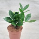 Zamioculcas Zamiifolia Zz Plant Zanzibar Gem In 3" Pot Indoor Outdoor Garden Gardening
