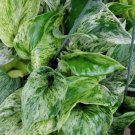 Marble Queen Pothos Variegated Indoor Live Plant Snow Queen Pothos- In 6 " Pot Indoor Outdoor Garden