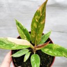 Variegated Philodendron Ring Of Fire Live House Plant In 4" Pot Indoor Outdoor Garden Gardening Variegated Philodendron Ring Of Fire Live House Plant In 4" Pot Indoor Outdoor Garden Gardening