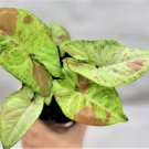Syngonium Milk Confetti Pink Spot Marble Milky Red Syngonium In 3" Pot Indoor Outdoor Garden Gardeni