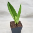 Sansevieria Moonshine Plant Sansevieria Air Purifying Snake Plant In 3" Indoor Outdoor Garden Garden