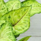 Syngoniumwhite Butterfly -Podophylum Syngonium Moonshine In 3"Pot Indoor Outdoor Garden Gardening