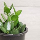 Silver Dollar Plant Xerosicyos Danguyi String Of Coins In 3" Pot Indoor Outdoor Garden Gardening