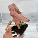Syngonium Pink Perfectionsyngonium Pink Schott Syngonium Pink Arrow In 3" Pot Indoor Outdoor Garden 