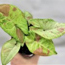 Syngonium Milk Confetti Pink Spot Marble Milky Red Syngonium In4" Pot Indoor Outdoor Garden Gardenin