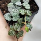 Ceropegia Woodii String Of Hearts Plant In 3" Pot Indoor Outdoor Garden Gardening