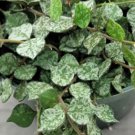 Hoya Curtisii Live Wax House Plant In 6" Pot Indoor Outdoor Garden Gardening