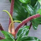 Philodendron Squamiferum Hairy Philodendronwell Rooted Starter Plant In 3" Pot Indoor Outdoor Garden