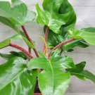 Philodendron Squamiferum Hairy Philodendron In 4" Pot Indoor Outdoor Garden Gardening