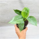 Philodendron Silver Sword "Hastatum"Philodendron Hastatum In 4" Pot Indoor Outdoor Garden Gardening