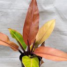 Philodendron Red Sun Philodendron Mccolleys Finale In 3" Pot Indoor Outdoor Garden Gardening