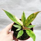 Variegated Philodendron Ring Of Fire Live House Plant In 3" Pot Indoor Outdoor Garden Gardening Variegated Philodendron Ring Of Fire Live House Plant In 3" Pot Indoor Outdoor Garden Gardening