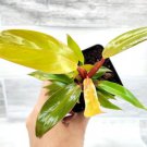 Philodendron Prince Of Orange -Philodendron Red King Well Rooted In 3" Pot Indoor Outdoor Garden Gar