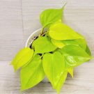 Philodendron Cordatum Hederaceum Lemon Lime Neon Cordatum In 4" Pot Indoor Outdoor Garden Gardening