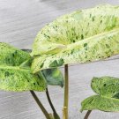 Philodendron Paraiso Verde Philodendron Mint Variegated Aroid In 6" Pot Indoor Outdoor Garden Garden Philodendron Paraiso Verde Philodendron Mint Variegated Aroid In 6" Pot Indoor Outdoor Garden Garden