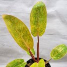 Variegated Philodendron Painted Lady Live Plant In 4"Pot Indoor Outdoor Garden Gardening