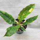 Variegated Philodendron Narrow Ring Of Fire In 3" Pot Indoor Outdoor Garden Gardening