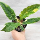 Variegated Philodendron Narrow Ring Of Fire In 4" Pot Indoor Outdoor Garden Gardening