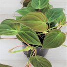 Philodendron Micans Live Plant Rare Hirts Velvet Leaf Bronze In 3" Pot Indoor Outdoor Garden Gardeni