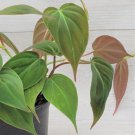 Philodendron Micans Live Plant Rare Hirts Velvet Leaf Bronze In 4" Pot Indoor Outdoor Garden Gardeni