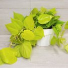 Philodendron Cordatum Hederaceum Lemon Lime Neon Cordatum In 3" Pot Indoor Outdoor Garden Gardening