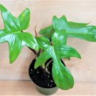 Philodendron Florida Beauty Philodendron Green In 6" Pot Indoor Outdoor Garden Gardening Philodendron Florida Beauty Philodendron Green In 6" Pot Indoor Outdoor Garden Gardening