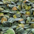 Philodendron Melanochrysum Philodendron Black Gold In 3" Pot Indoor Outdoor Garden Gardening