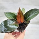 Philodendron Black Cardinal Live Plant Philodendron Imperial Red In 3" Pot Indoor Outdoor Garden Gar