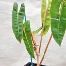 Philodendron Billietiae Live Plant In 3" Pot Indoor Outdoor Garden Gardening
