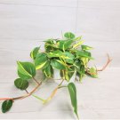 Philodendron Brazil Philodendron Brasil Rare Live Brasil In 6" Pot Indoor Outdoor Garden Gardening