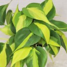 Philodendron Brazil Philodendron Brasil Rare Live Brasil In 3" Pot Indoor Outdoor Garden Gardening
