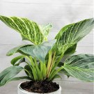 Philodendron Birkin Rare White Veined Birkin Philodendron Birkin In 6" Pot Indoor Outdoor Garden Gar Philodendron Birkin Rare White Veined Birkin Philodendron Birkin In 6" Pot Indoor Outdoor Garden Gar