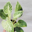 Philodendron Birkin Rare White Veined Birkin Philodendron Birkin In 4" Pot Indoor Outdoor Garden Gar