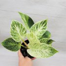 Philodendron Birkin Rare White Veined Birkin Philodendron Birkin In 3" Pot Indoor Outdoor Garden Gar