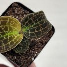 Golden Jewel Anoectochilus Chapaensis Macodes Sanderiana X Limiietola- 2" Pot Indoor Outdoor Garden 