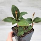 Ludisia Discolor Black Jewel Orchid Rare Indoor Plant In 4" Pot Indoor Outdoor Garden Gardening Ludisia Discolor Black Jewel Orchid Rare Indoor Plant In 4" Pot Indoor Outdoor Garden Gardening