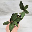 Ludisia Discolor Black Jewel Orchid Rare Indoor Plant In 3" Pot Indoor Outdoor Garden Gardening