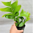 Sharktooth Cactus Selenicereus Chrysocardium Sharktooth Fern- In 4" Pot Indoor Outdoor Garden Garden